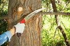 Corona Tools 14-Inch RazorTOOTH Pruning Saw | Tree Saw Designed for Single-Hand Use | Curved Blade Hand Saw | Cuts Branches Up to 8" in Diameter | RS 7395, Red/Black