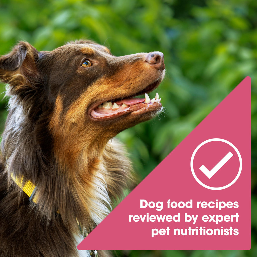 Nature's Recipe Grain Free Salmon Dry Dog Food, 24 lb. Bag