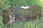 Tru Catch 30LTD Humane Live Animal Trap - Easy & Safe Catch & Release for Cats, Rabbits, & Other Small Animals - Durable Light Duty TNR - (30" L x 11" H x 9" W)