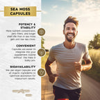 Sea Moss Black Seed Oil Ashwagandha Turmeric Bladderwrack Burdock - with Manuka, Honey Dandelion, ACV Black Pepper Gluten Free - 60 Count