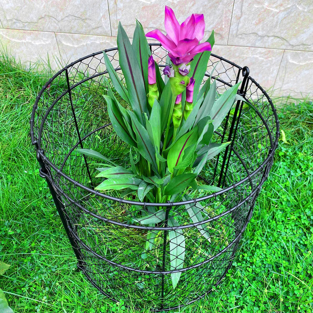 JILLSKY 16" Chicken Wire Plant Cages, 6 Pack