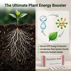 (2 pack) Succinic Acid for Plants - Amber & Ascorbic Acid Biostimulant for Orchids, Indoor Houseplants & Garden - Root Growth Stimulator, Transplant Shock Reducer - 160 Water-Soluble Tabs (250mg)