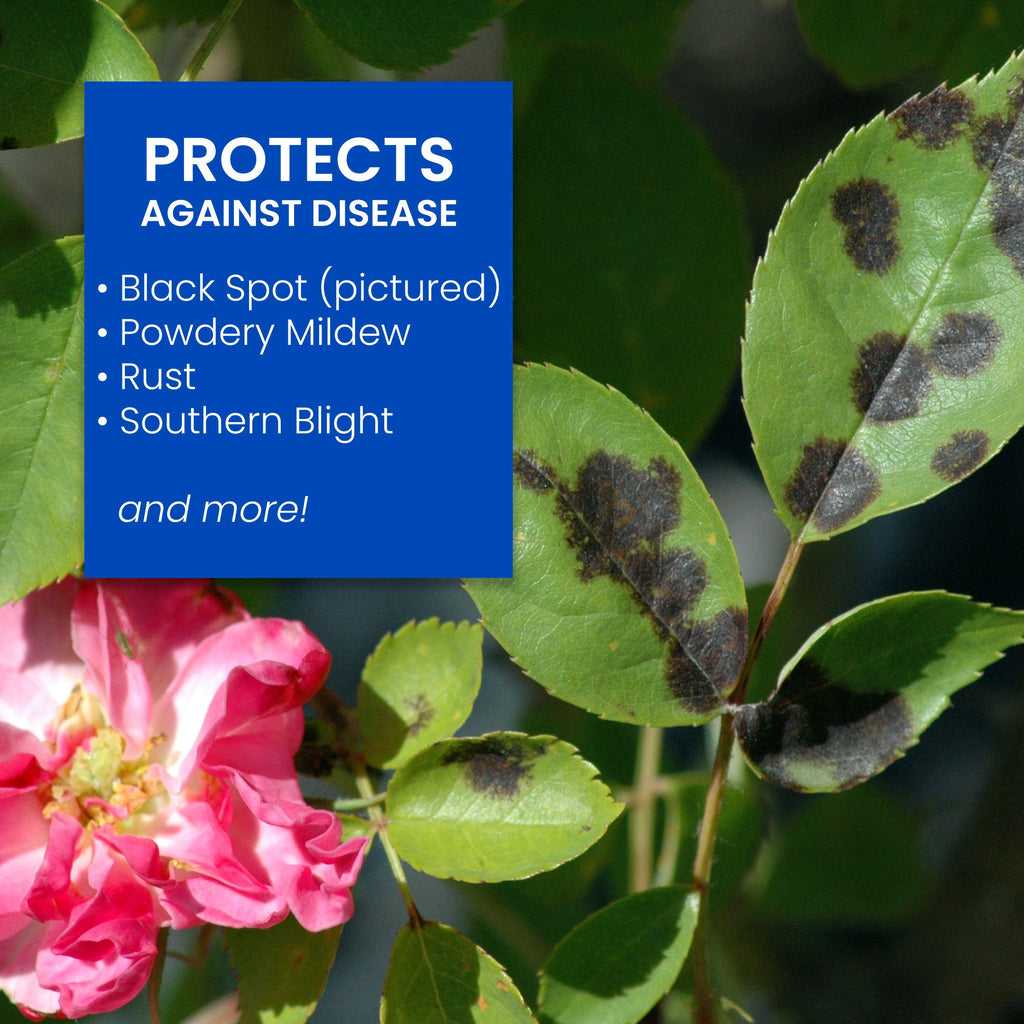 BioAdvanced All-In-One Rose and Flower Care Fertilizer, Concentrate, 64 oz, Rose Fertilizer and Disease Control
