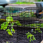 Hi Sasara 5 Sets Wire Plant Protectors Cage with Staples,11.8" Dia x 11.8" H,Plant Protector with Round Lids to Keep Animals Out,Wire Plant Protector Cage for Plants Vegetables Flower