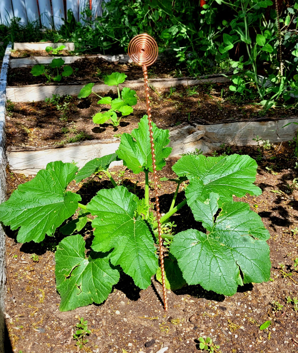 Electroculture Grows 24" Long Sun Spiral Top. Solid Copper Forever Stake. Electroculture Plant Stakes Pack of 5 - Wrapped with Pure Solid Copper