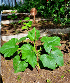 Electroculture Grows 24" Long Sun Spiral Top. Solid Copper Forever Stake. Electroculture Plant Stakes Pack of 5 - Wrapped with Pure Solid Copper