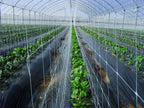 Tenax 100522970 Hortonova Plant Trellis Net, 6.5' x 50'/ 79" x 50', White