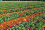 Tenax 100522970 Hortonova Plant Trellis Net, 6.5' x 50'/ 79" x 50', White
