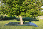 LydKin Landscape Tarp 8x8ft - 22" Center Hole to Fasten Around Trees and Shrubs - Complete with Garden Stakes
