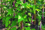 Tenax 2A150060 Hortonova Plant Trellis Net 48" x 100' White