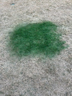 EcoColorants Pre-Mixed and Ready-To Use Grass Paint One Gallon Comes With Sprayer: No Mixing, Ready to Spray Product, Time to get Your Grass Looking Green Again, Revive Your Lawn! Get rid of Dog Spots, Renew Shrubs