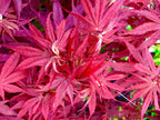 Pixie Dwarf Japanese Maple 2 - Year Live Tree