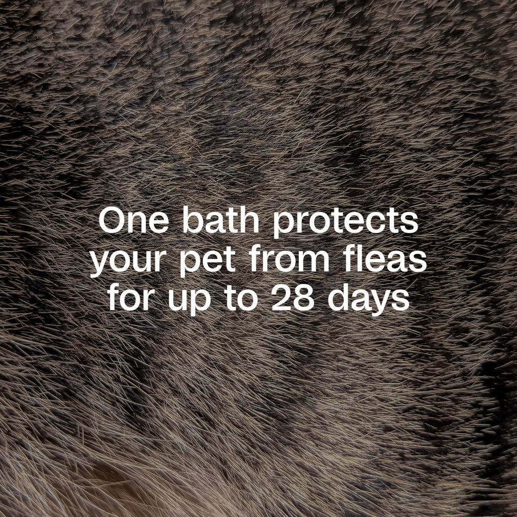 ADAMS Plus Flea & Tick Shampoo with Precor for Dogs & Cats, 24 oz
