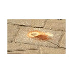Alliance Gator Clean Rust Remover for Pavers 1 Quart